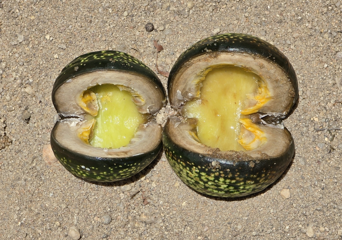 Voacanga thouarsii Madagascar, Isalo Geotagged,Madagascar,Spring,Voacanga thouarsii