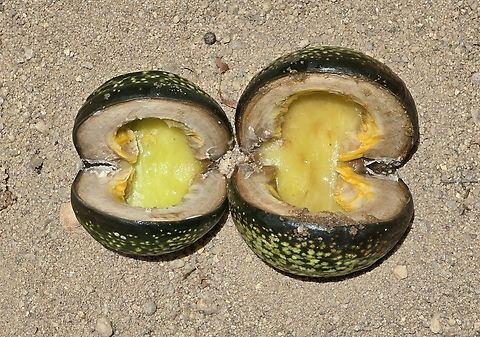 Voacanga thouarsii Madagascar, Isalo Geotagged,Madagascar,Spring,Voacanga thouarsii