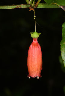 Halleria ligustrifolia Madagascar, Ankazomivady forest , 1700 m. Geotagged,Halleria ligustrifolia,Madagascar,Spring