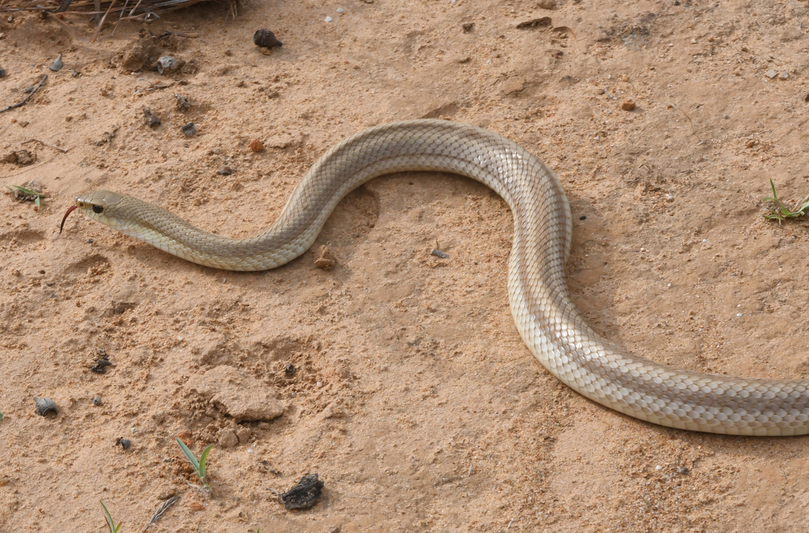 Leioheterodon modestus Madagascar, Isalo Geotagged,Leioheterodon modestus,Madagascar,Spring