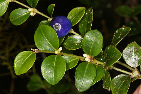 Saldinia_myrtilloides Madagascar, Ranofamana Geotagged,Madagascar,Spring