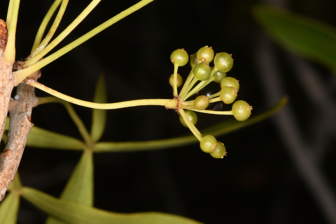 Neocussonia bojeri Madagascar, Isalo Geotagged,Madagascar,Neocussonia bojeri,Spring