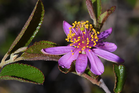 Grewia douliotii Madagascar, Isalo Geotagged,Grewia douliotii,Madagascar,Spring
