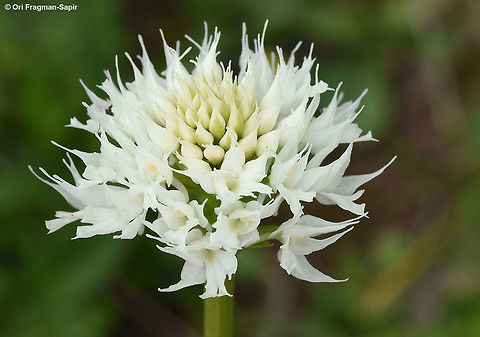 Traunsteinera sphaerica