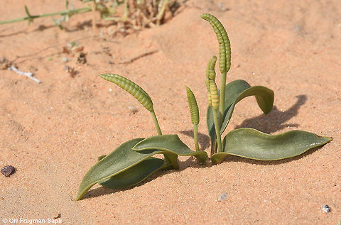 Ophioglossum polyphyllum Ophioglossum polyphyllum is a small fern with a fleshy root cluster, rather thick entire leaves and erect sporangia. It occurs only in rare rainy years in the extreme desert sands. Geotagged,Israel,Large Adder's Tongue,Ophioglossum polyphyllum,Winter