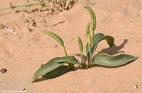 Ophioglossum polyphyllum Ophioglossum polyphyllum is a small fern with a fleshy root cluster, rather thick entire leaves and erect sporangia. It occurs only in rare rainy years in the extreme desert sands. Geotagged,Israel,Large Adder's Tongue,Ophioglossum polyphyllum,Winter