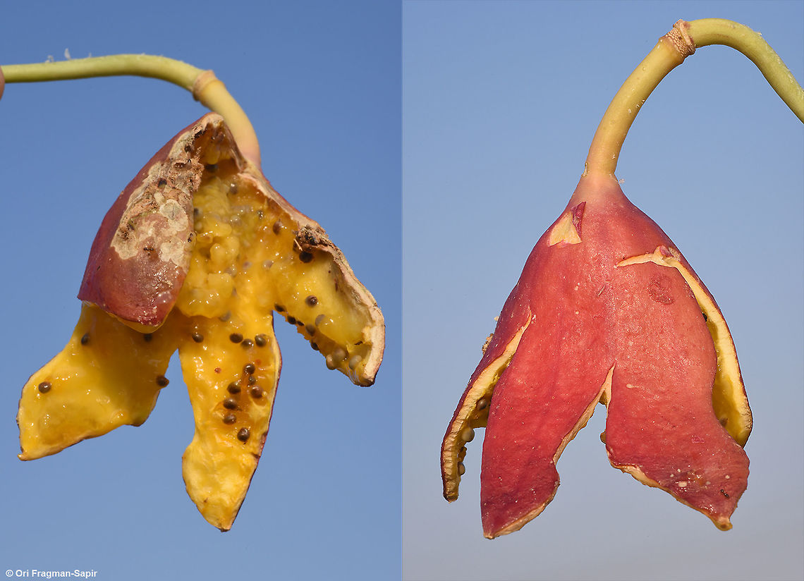 Capparis cartilaginea Capparis cartilaginea is an evergreen shrub of the extreme desert. In the picture you can see its ripen fruit from two sides, it attracts birds that disperse its seeds. In S Israel, where this picture was taken, the species reaches its northern border. Capparis cartilaginea,Fall,Geotagged,Israel