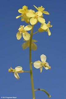 Diplotaxis harra An annual to biennial desert herb. Flowers change colour from yellow to cream-colour with age. Diplotaxis glauca,Diplotaxis harra,Geotagged,Israel,Winter