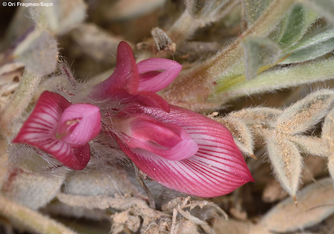 Astragalus bethlehemiticus Astragalus bethlehemiticus is a mountainous spiny sub-shrub. It blooms in early May with reddish flowers. It grows in arid Mediterranean regions as well as in semi-desert. Astragalus bethlehemiticus,Geotagged,Israel,Spring