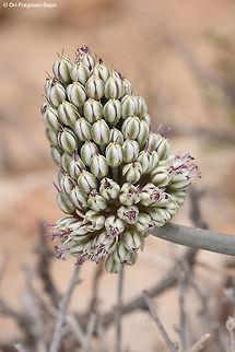 Allium curtum ssp palaestinum This inconspicuous allium blooms in early summer in the Negev Desert Highlands. Allium curtum ssp palaestinum,Geotagged,Israel,Spring