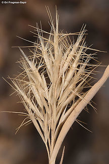 Boissiera squarrosa Boissiera squarrosa is a common annual of the arid mountains of the Middle East. Boissiera squarrosa,Geotagged,Israel,Spring