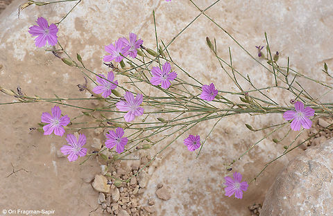 Dianthus strictus Dianthus strictus is a common perennial of the Middle East. It is a variable species that blooms throughout summer and autumn. Dianthus strictus,Geotagged,Israel,Spring,Wild Pink
