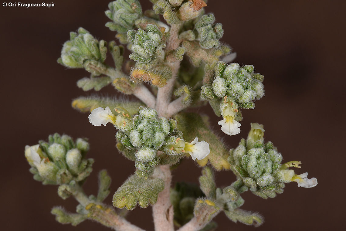 Teucrium leucocladum Teucrium leucocladum is a small desert sub-shrub. Here you can see its tiny flowers. It has scented medicinal leaves. Geotagged,Israel,Spring,Teucrium leucocladum,Whitish Germander