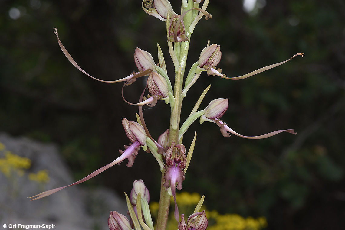 Himantoglossum caprinum Himantoglossum caprinum is a tall orchid, blooming in early summer. It has a long lip. hence its common name - lizard orchid. Geotagged,Himantoglossum caprinum,Spring