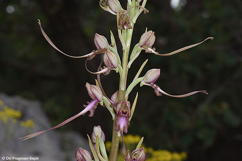 Himantoglossum caprinum Himantoglossum caprinum is a tall orchid, blooming in early summer. It has a long lip. hence its common name - lizard orchid. Geotagged,Himantoglossum caprinum,Spring