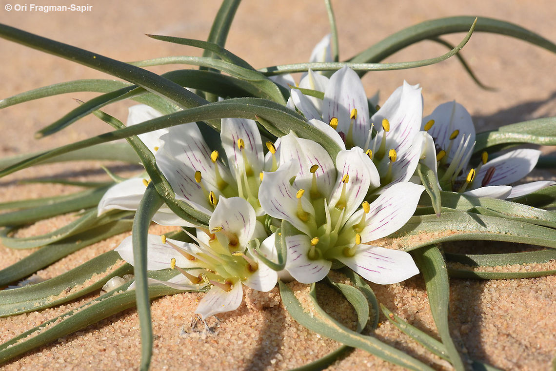 Androcymbium palaestinum A stalkless bulb. Leave long narrow and pointed. Flowers in the middle of the leave rosette. Perianth segments 6, white, purple striped or plain. Anthers six, emerging from six nectaries. This plant was found in the extreme desert, where it blooms only once is several years when there are rare heavy rains. Androcymbium palaestinum,Geotagged,Israel,Winter