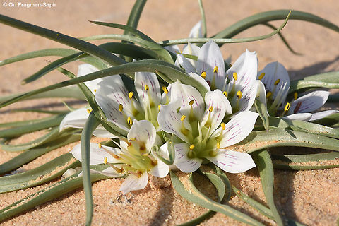Androcymbium palaestinum A stalkless bulb. Leave long narrow and pointed. Flowers in the middle of the leave rosette. Perianth segments 6, white, purple striped or plain. Anthers six, emerging from six nectaries. This plant was found in the extreme desert, where it blooms only once is several years when there are rare heavy rains. Androcymbium palaestinum,Geotagged,Israel,Winter