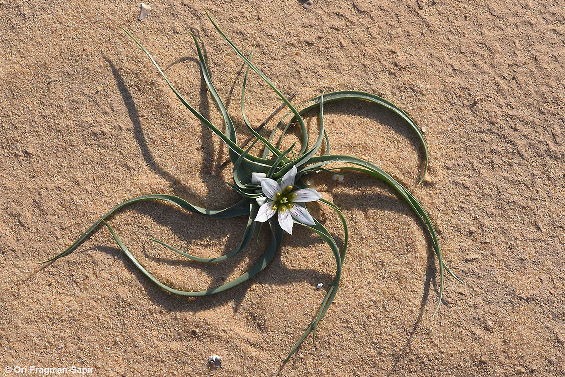 Androcymbium palaestinum A stalkless bulb. Leave long narrow and pointed. Flowers in the middle of the leave rosette. Perianth segments 6, white, purple striped or plain. Anthers six, emerging from six nectaries. This plant was found in the extreme desert, where it blooms only once is several years when there are rare heavy rains. Androcymbium palaestinum,Geotagged,Israel,Winter