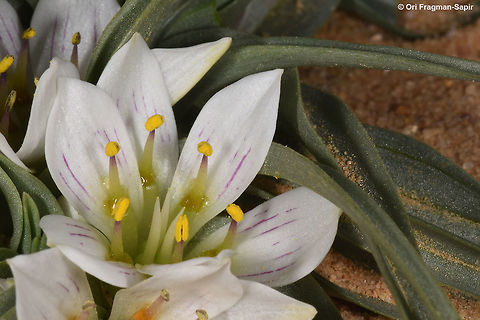 Androcymbium palaestinum A stalkless bulb. Leave long narrow and pointed. Flowers in the middle of the leave rosette. Perianth segments 6, white, purple striped or plain. Anthers six, emerging from six nectaries. This plant was found in the extreme desert, where it blooms only once is several years when there are rare heavy rains. Androcymbium palaestinum,Geotagged,Israel,Winter