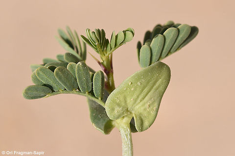 Acacia raddiana A desert semi summer-deciduous tree. Leaves twice pinnate. Here you can see its seedling. Acacia raddiana,Geotagged,Israel,Winter