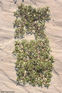 Tetraena simplex A succulent annual of the extreme desert. This one gew for some reason in a rectangular shape. Geotagged,Israel,Tetraena simplex,Winter