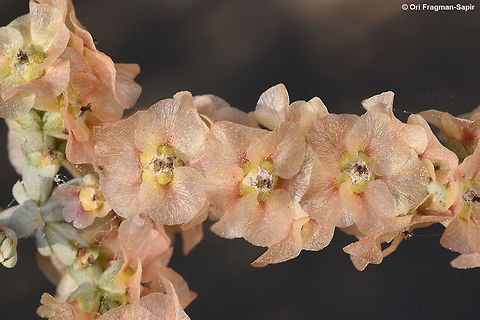 Haloxylon negevensis A sub-shrub of the extreme desert. The stems are succulent and jointed, the leaves are small and also succulent. Here you can see the winged fruits that are dispersed by wind. Geotagged,Haloxylon negevensis,Israel,Winter