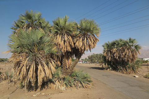 Hyphaene thebaica Hyphaene thebaica is a unique palm, its trunk is split. It is mainly an east African species, reaching its northern border in South Israel, where it is known only in 2 sites. This pic was taken in the South Arava Valley in S Israel. Fall,Geotagged,Hyphaene thebaica,Hyphaene thebaicaDoum palm,Israel