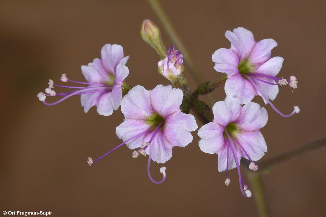 Commicarpus sinuatus A perennial of the extreme desert. Leaves sinuate, flowers rather large, S Israel, S Negev, N of Tzukim Commicarpus sinuatus,Fall,Geotagged,Israel