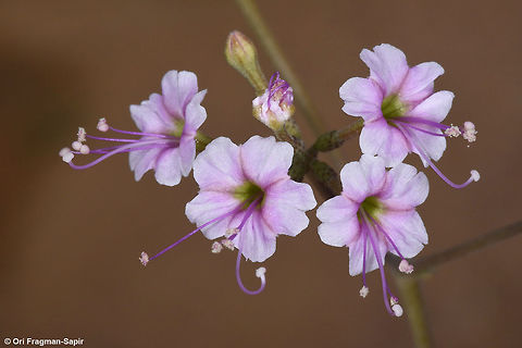 Commicarpus sinuatus
