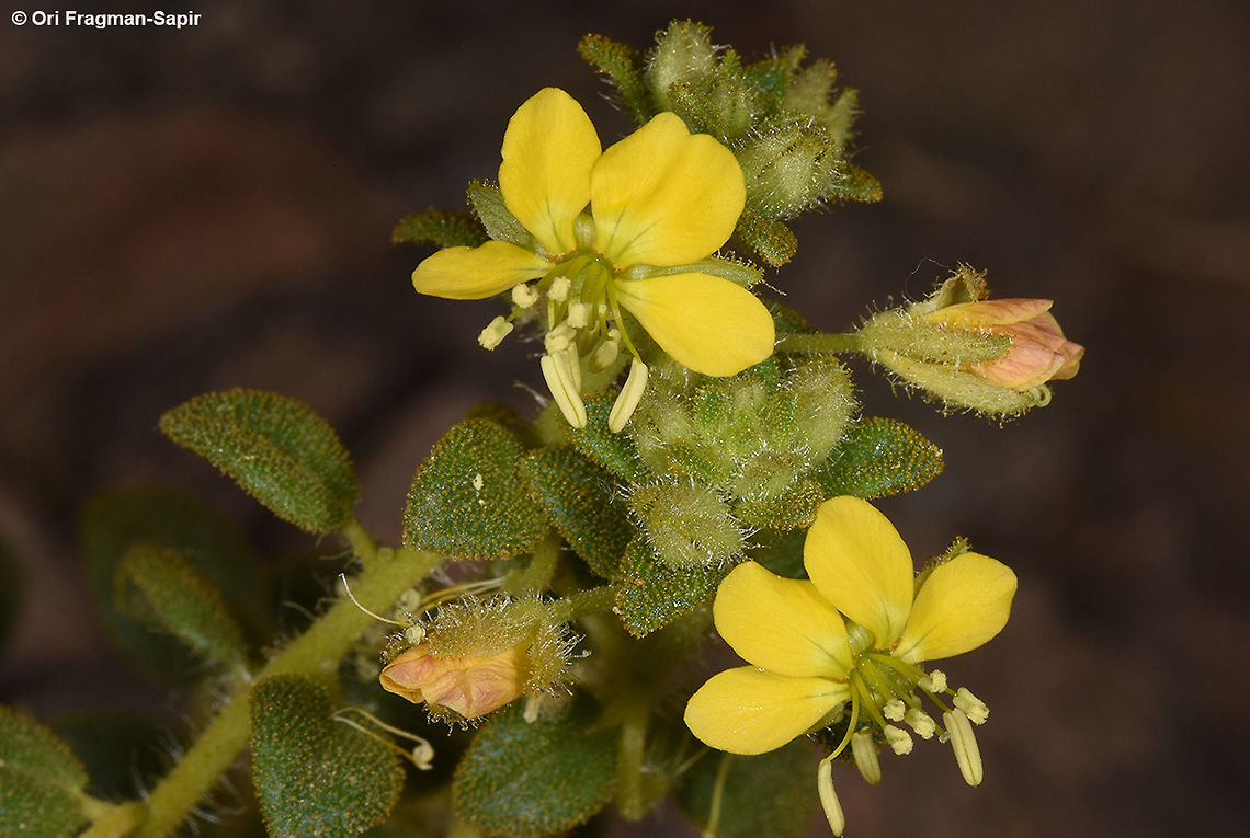 Cleome chrysantha Cleome chrysantha is a perennial of the extreme desert. Two years ago it was found for the first time in S Israel, this is where this picture was taken. It has scented flowers and can be seen only after rare rainy years. Cleome chrysantha,Geotagged,Israel,Spring