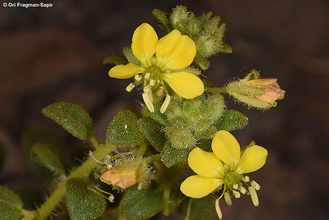 Cleome chrysantha Cleome chrysantha is a perennial of the extreme desert. Two years ago it was found for the first time in S Israel, this is where this picture was taken. It has scented flowers and can be seen only after rare rainy years. Cleome chrysantha,Geotagged,Israel,Spring
