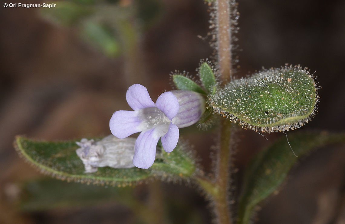 Anticharis glandulosa Anticharis glandulosa is a sticky annual of the extreme desert. This one was seen in S Israel, Mt Zefahot Anticharis glandulosa,Geotagged,Israel,Spring