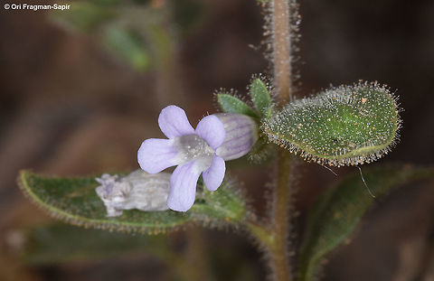Anticharis glandulosa Anticharis glandulosa is a sticky annual of the extreme desert. This one was seen in S Israel, Mt Zefahot Anticharis glandulosa,Geotagged,Israel,Spring