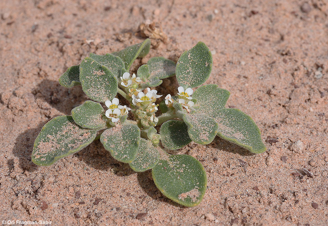 Anastatica hierochuntica Anastatica hierochuntica - rose of Jericho - one of the amazing desert adapted plants. A desert annual, Leaves rounded-wavy. Flowers white tiny, fruits rounded and small. After drying the plant closes like a fist, waiting for the next rain to disperse its seeds. In the extreme desert it could take years for the next rain to come. Anastatica,Anastatica hierochuntica,Geotagged,Israel,Spring