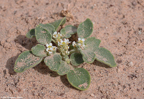 Anastatica hierochuntica Anastatica hierochuntica - rose of Jericho - one of the amazing desert adapted plants. A desert annual, Leaves rounded-wavy. Flowers white tiny, fruits rounded and small. After drying the plant closes like a fist, waiting for the next rain to disperse its seeds. In the extreme desert it could take years for the next rain to come. Anastatica,Anastatica hierochuntica,Geotagged,Israel,Spring
