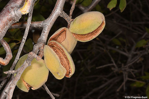 Amygdalus communis Amygdalus communis ssp. microphyllus is a wild almons. Here you can see its ripen fruits in Mt Hermon, 1700m Almond,Geotagged,Prunus dulcis,Summer,almond,dulcis