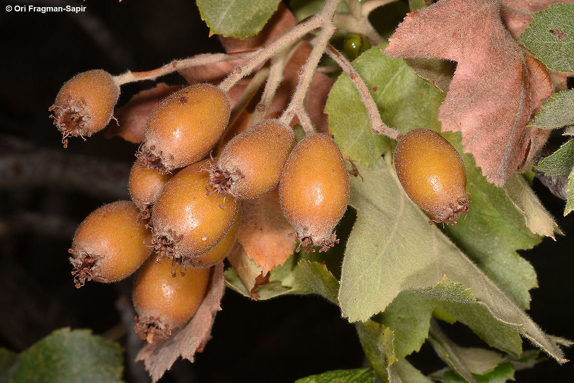 Sorbus torminalis Sorbus torminalis is a deciduous tree of Europe and W Asia. The fruits are edible. Mt Hermon, 1700m Geotagged,Sorbus torminalis,Summer