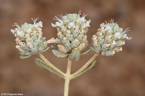 Teucrium capitatum