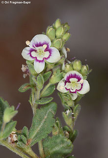 Veronica polifolia Veronica polifolia is a mountainous perennial. It has delicate nice flowers. Geotagged,Spring,Veronica polifolia