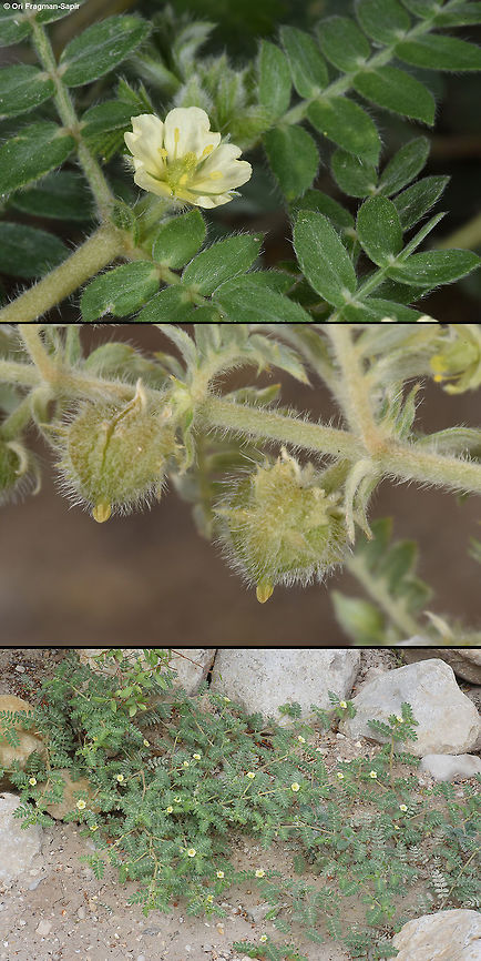 Tribullus pentandrus Tribullus pentandrus is a creeping annual of the extreme desert. Here you can see the whole plant and closeups of the flower and the fruit. Fall,Geotagged,Israel,Tribulus pentandrus