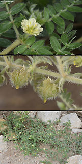 Tribullus pentandrus Tribullus pentandrus is a creeping annual of the extreme desert. Here you can see the whole plant and closeups of the flower and the fruit. Fall,Geotagged,Israel,Tribulus pentandrus