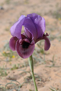 Iris mariae Iris mariae is one of the rarest irises in Israel. It grows only in the sandy areas of the western Negev Desert and across the border in Egypt (N Sinai). It is threatened by overgrazing and unfortunately most of its populations are located outside nature reserves. This is the southernmost and most arid Oncocylus iris. Geotagged,Iris mariae,Israel,Spring