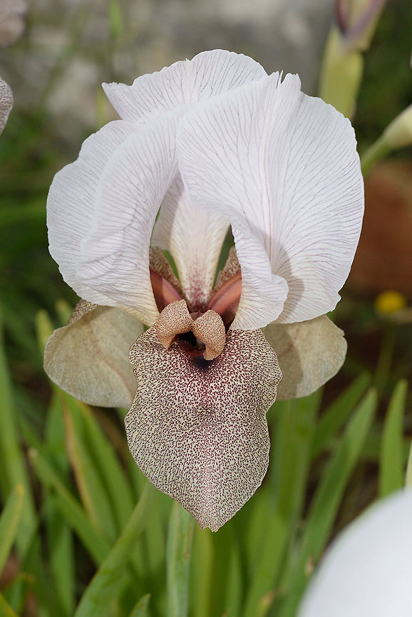 Iris lortetii A magnificent large flowered iris. Leaves and stems about the same height. Flowers single, pale, gently dotted in lower segments. The species is endemic to Israel, the Palestinian Territories and S Lebanon. This one was photographed near the village of Malkiya in the Upper Galilee, N Israel. Geotagged,Iris lortetii,Israel,Spring