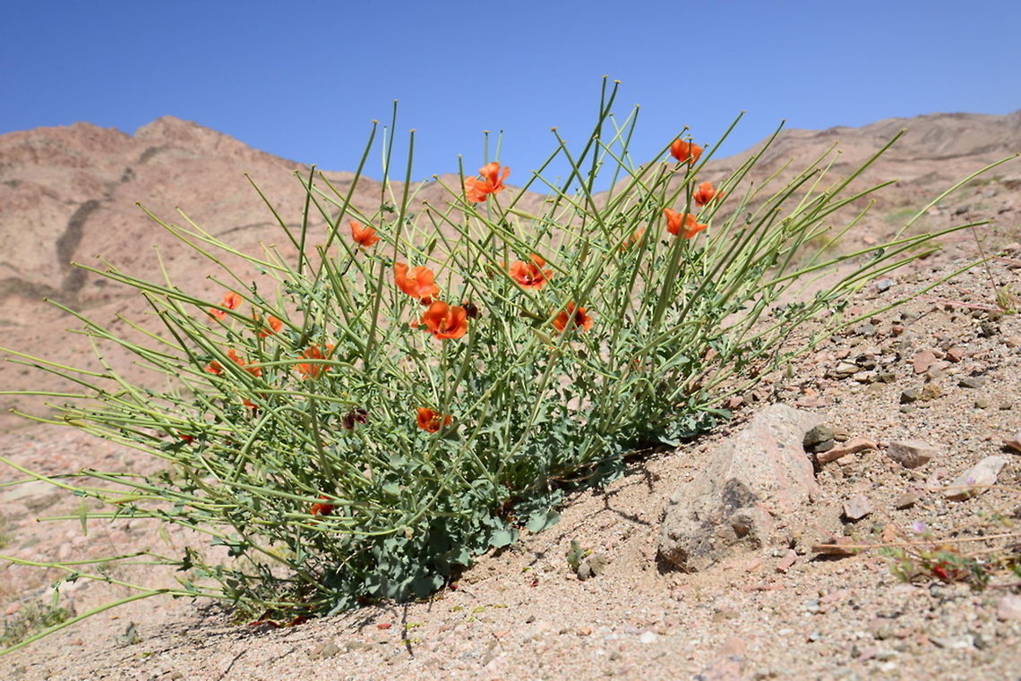 Glaucium arabicum A desert biennial with nice orange-red flowers and long fruit pods.. S Jordan, Wadi Mazfar bove Aqaba Geotagged,Glaucium arabicum,Jordan,Spring
