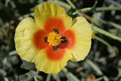 Glaucium leiocarpum A short lived perennial. Basal leaves lobed, is a rosette. Flowers with 4 petals, bi-coloured. The fruits is a long pod. Mt Hermon, lower ski lift station 1650 m Geotagged,Glaucium leiocarpum,Israel,Summer