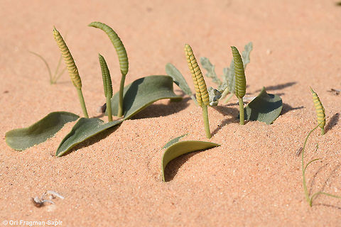 Ophioglossum polyphyllum A small fern with a fleshy root cluster, rather thick entire leaves and erect sporangia. Occurs only in rare rainy years. Geotagged,Israel,Ophioglossum polyphyllum,Southern Adder's Tongue,Winter