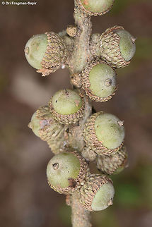Lithocarpus dealbatus Lithocarpus dealbatus is a sub-tropical evergreen tree, to 20 m tall. Leaf ovate to lanced, green shiny on upper side, almost silvery on lower side. Cones dense in a long spike. Geotagged,Lithocarpus dealbatus,Summer,Vietnam