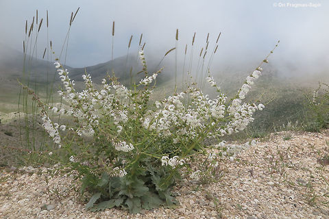 Salvia microstegia Salvia microstegia is a mountainous perennial. It has silvery felted large leaves. The felt decrease water loss form the leaves. The branched inflorescence it spectacular. The species grows in the sub-alpine zone of the arid mountains of the east Mediterranean. Geotagged,Salvia microstegia,Spring