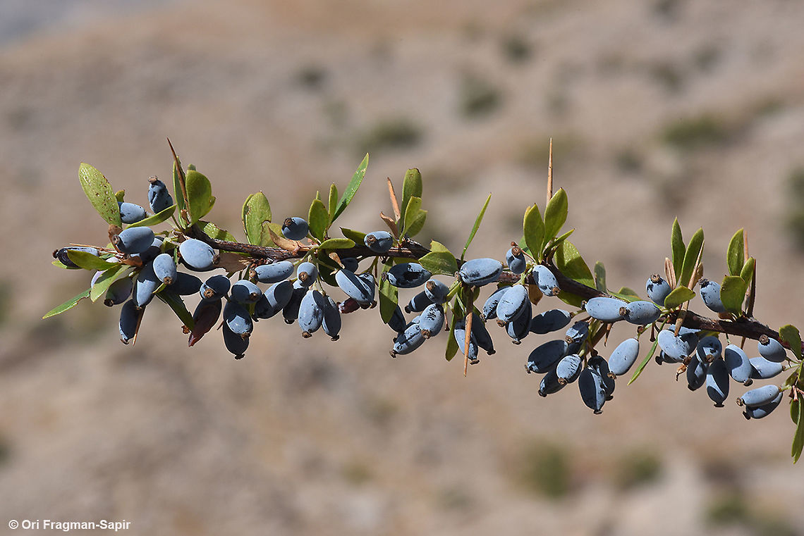 Berberis cretica Berberis cretica is a common spiny shrub of the arid east Mediterranean mountains, especially common in overgrazed areas. It reaches its southern border in Mt Hermon, where this picture was taken. Berberis libanotica,Fall,Geotagged,libanotica