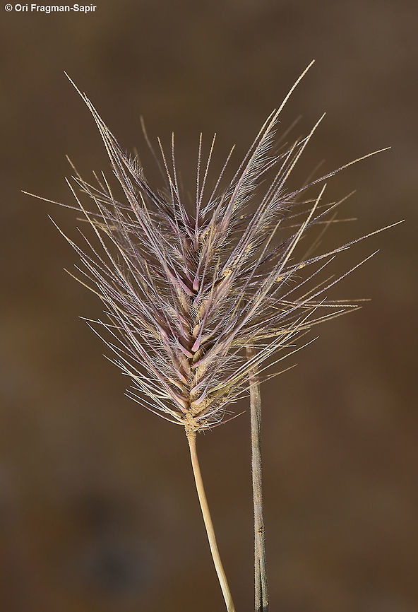 Heteranthelium piliferum Heteranthelium piliferum is an arid annual grass found in the dry mountains of the Middle East. Geotagged,Heteranthelium,Heteranthelium piliferum,Jordan,Spring